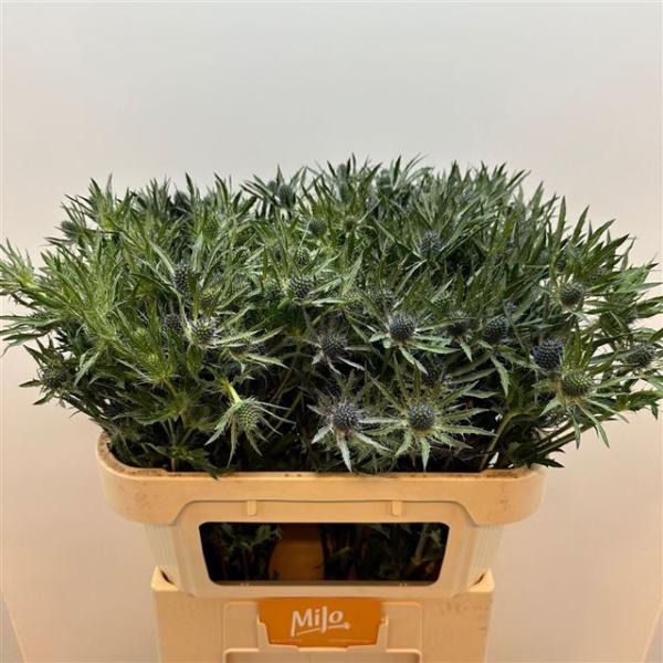 Eryngium BLUE ANGEL - 1 Stiel